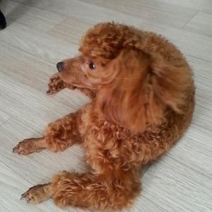 사하구 새신평동 갈색 토이푸들 여아