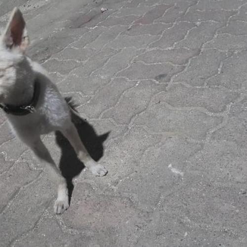 서울 동대문구 용두동에서 1살추정 중성화안된 포메 수컷 임보중