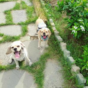 대구 송현동(월배,상인)코카스파니엘 찾습니다ㅜㅜ