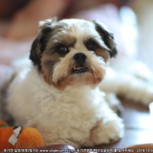 아산 인주 밀두리에서 실종된 시츄를 찾습니다.