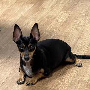 닥스훈트치와와 믹스견 찾아요