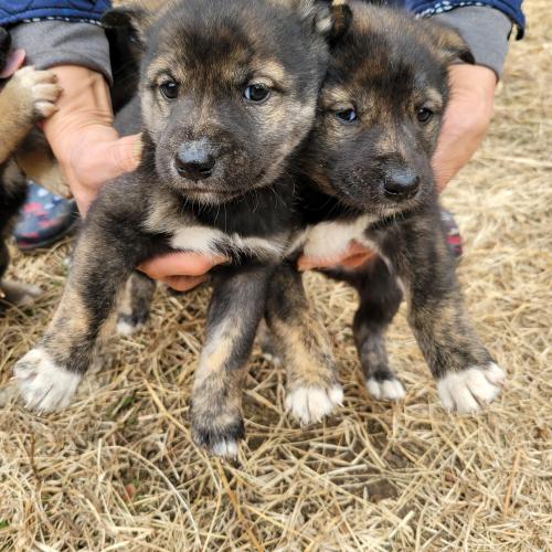 시골 믹스견 1달 됐습니다