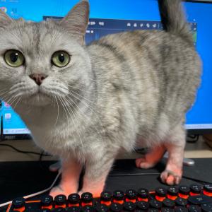 청주시 부영아파트에서 고양이분실