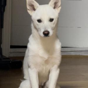 금천구 독산동 부근에서 잃어버린 진돗개 8개월 여아 찾아요