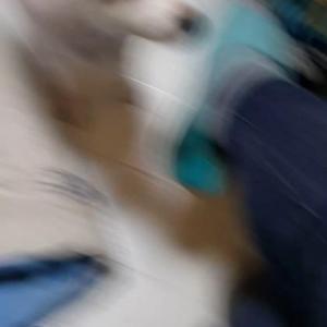 (찾앗습니다)인천 계양구 병방동 스피츠 강아지 찾습니다.