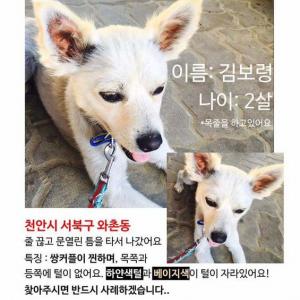 우리보령이강아지찾아요
