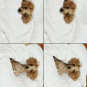 갈색암컷푸들 "짱아"를 찾습니다