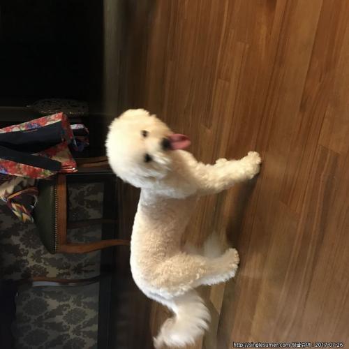 양천구 신월동 비숑프리제 임보중입니다