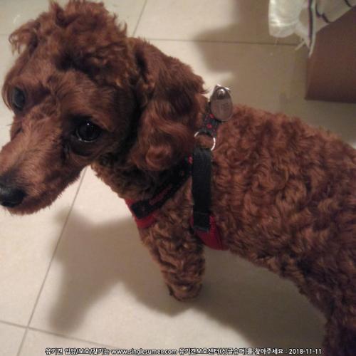 광주 화정동 벤치에 묶여있던 푸들 보호중입니다.