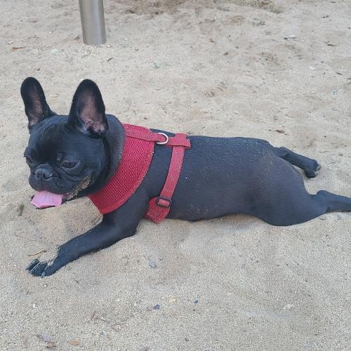 프렌치불독 춘장이(여아) 분양합니다.