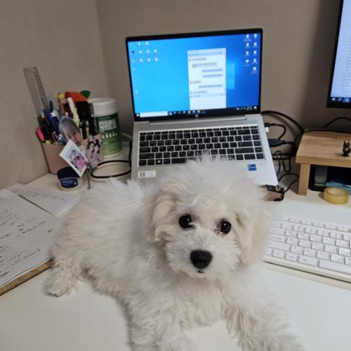 4개월 비숑을 분양합니다.