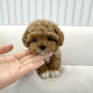 [5만원] 2개월령 말티푸 왕자님 가족을 찾아요 ❤ 