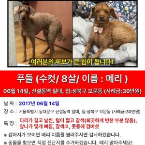 푸들 찾습니다