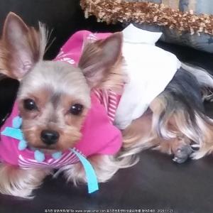 제 가족좀 찾아주세요 (요크셔 남아 )