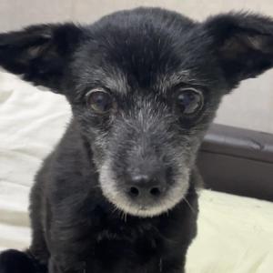 부산 금정구 서동) 강아지 찾습니다! [사례금 백만원]