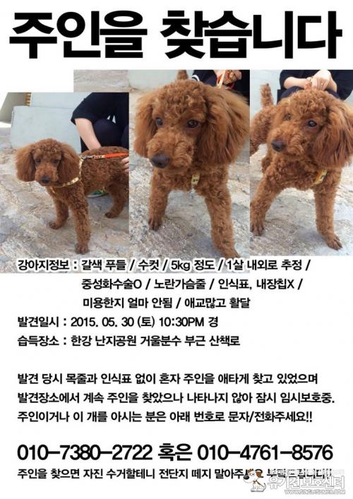 한강난지공원부근에서 갈색푸들습득했습니다