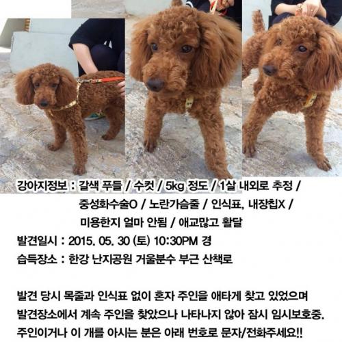 한강난지공원부근에서 갈색푸들습득했습니다