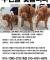 한강난지공원부근에서 갈색푸들습득했습니다