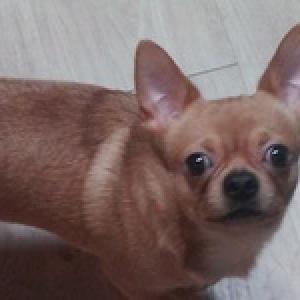 저희 치와와 찾아요~~~