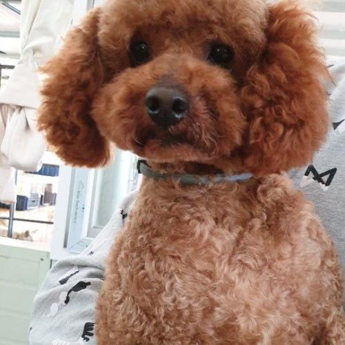 푸들 남아 책임 입양가족 기다립니다