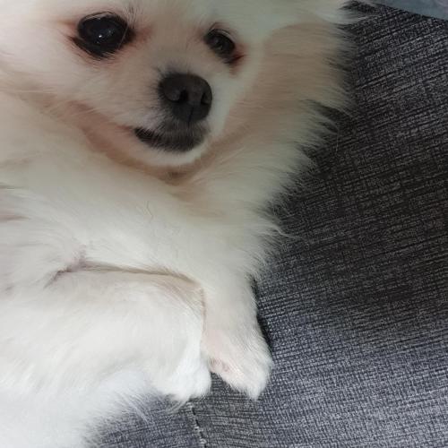 5살 포메라니안 암컷