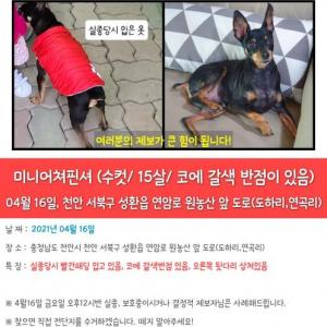 (전국)빨간패딩 미니핀 해피 찾습니다