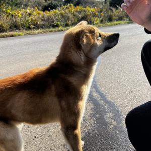 난산리 유기강아지 목격했습니다