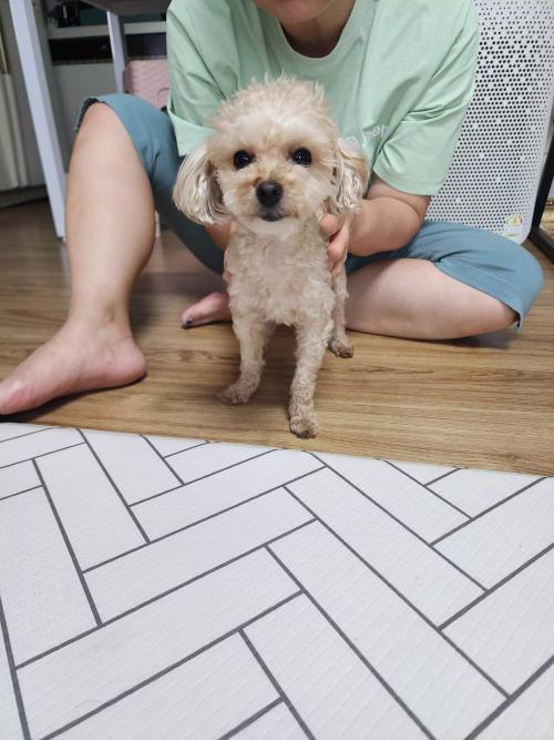 강아지 보호하고있습니다