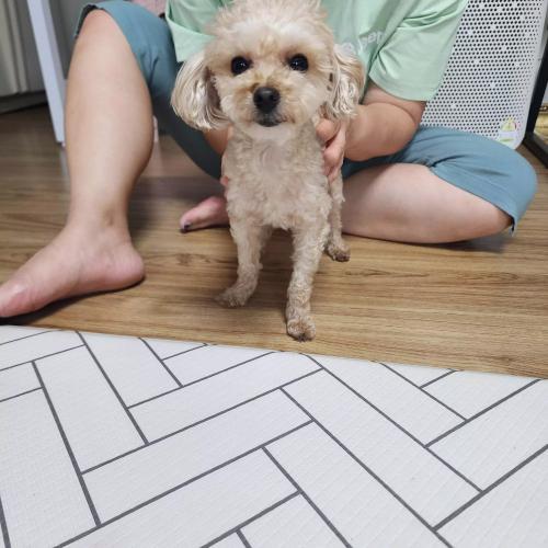 강아지 보호하고있습니다