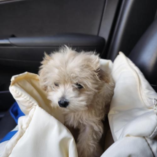 3개월 말티푸 레미의 가족이 되어주실분 찾습니다