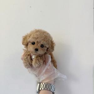 2개월령 토이푸들 분양보냅니다!