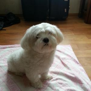 말티즈 찾습니다.