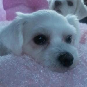 로빈이를 찾아주세요