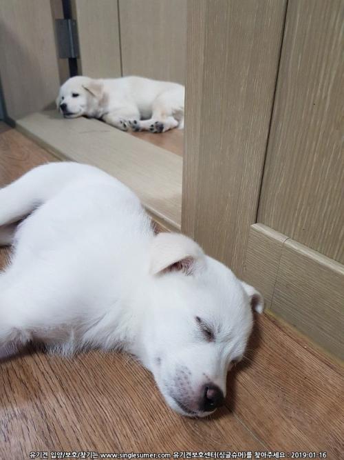 믹스견 3개월 남아 2마리 분양합니다.