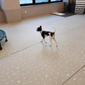 충주시 믹스견 콜리를 찾습니다