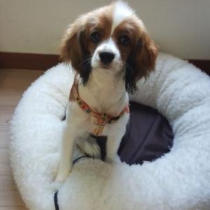 경기광주 강아지를 찾습니다