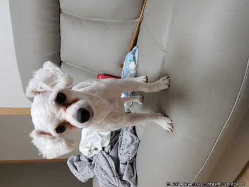 부산 비숑프리제10개월 분양합니다