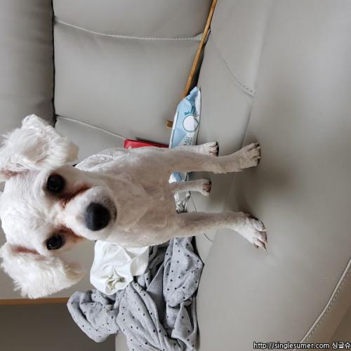 부산 비숑프리제10개월 분양합니다