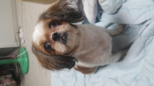 인천 부평공원에서 발견한 시츄 보호중