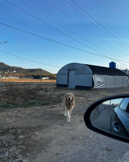 나주시 남평읍 골든리트리버 남아 보호중입니다