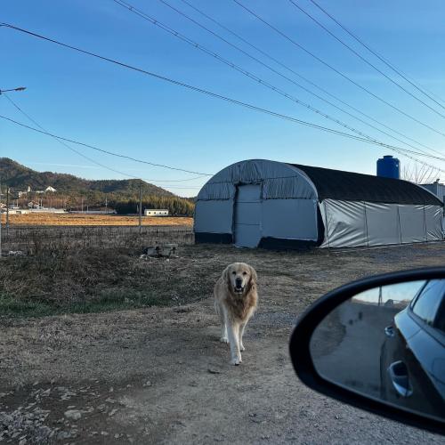 나주시 남평읍 골든리트리버 남아 보호중입니다