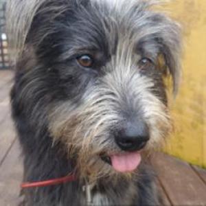 까미를 찾습니다.