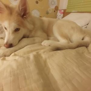 강아지를찾습니다