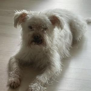 잃어버린 개를 찾습니다 사례금드림