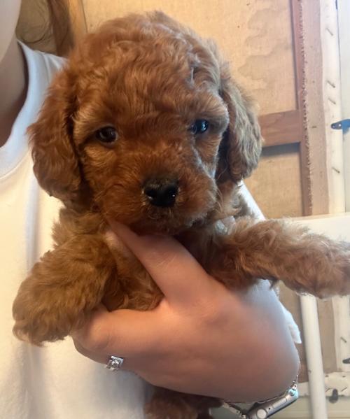 푸들아가 사랑으로 키워주실분 찾습니다...!