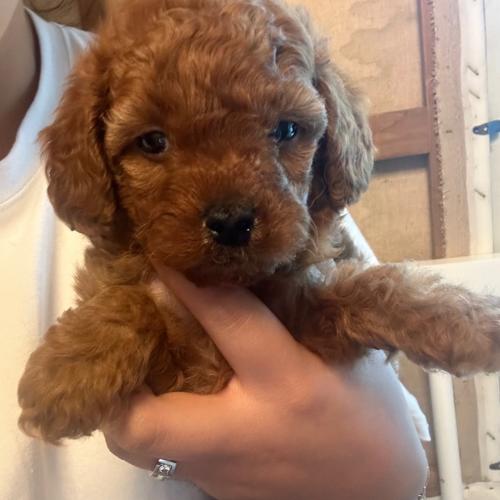 푸들아가 사랑으로 키워주실분 찾습니다...!