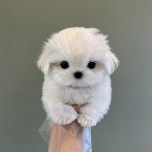 미니말티즈분양 국민 반려견 말티즈책임분양