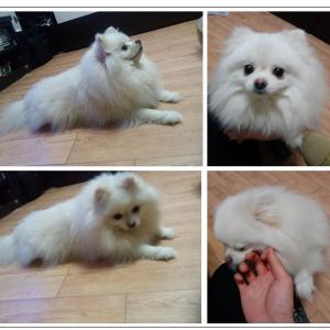 서울 중랑교 회기 외대 근처 포메라니안 찾습니다..