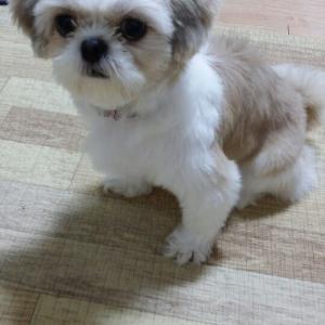 간석3동꽁이를찾습니다