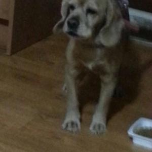 코카스파니엘/노령견/용산구/심장병을 앓고 있는 아이라 빨리 찾아야 해요!